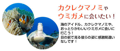 カクレクマノミやウミガメに会いたい！海のアイドル、カクレクマノミや、おっとりかわいいウミガメに会いに行こう！目の前で見る彼らの姿に感激間違いなしです！