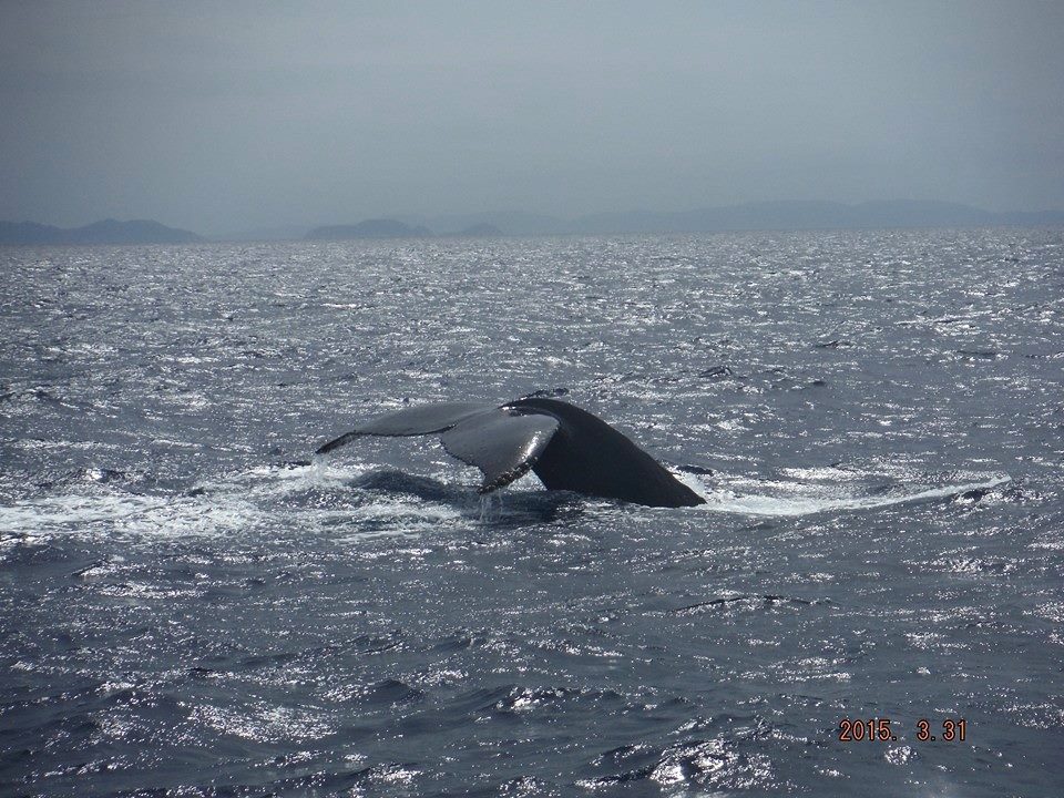 ザトウクジラのシッポ「Nice shot！」