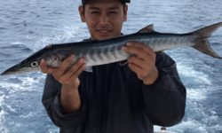 沖釣りに行ったら、カマサー（カマス）が釣れました。