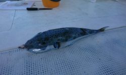 沖縄の沖釣りで釣れたフグ