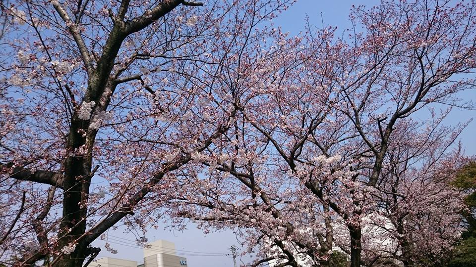 内地では、桜満開