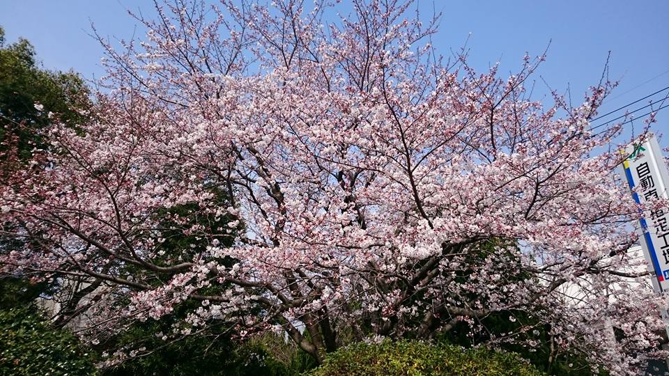 お花見シーズン