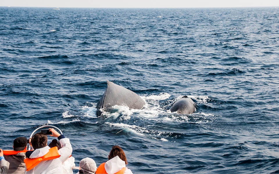 雌クジラへの♡求愛♡