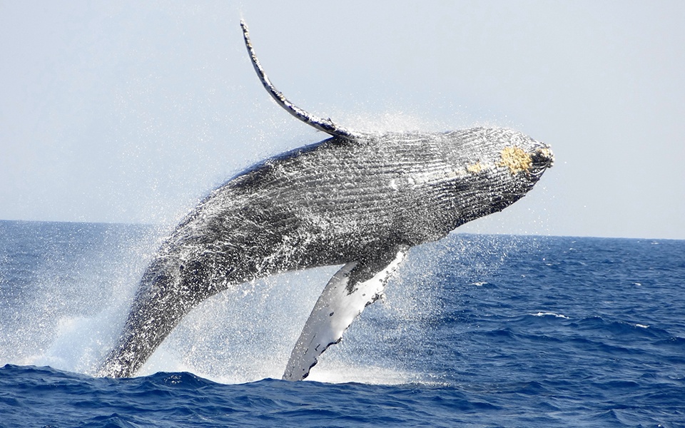 ザトウクジラのジャンプ