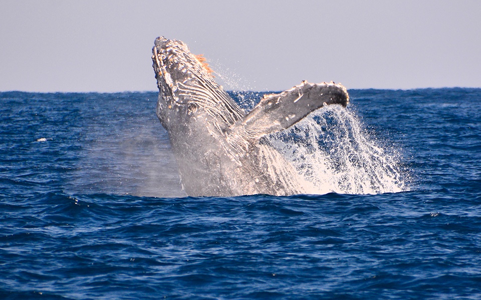 ザトウクジラのパフォーマンス