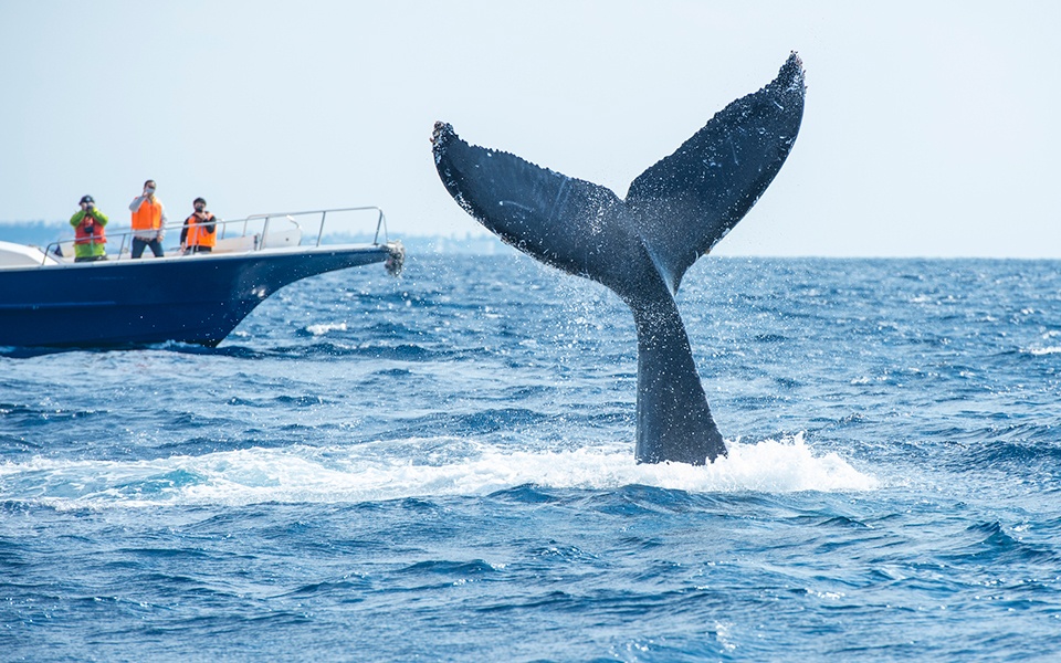 ザトウクジラのシッポ